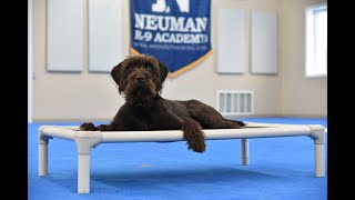 Hank Pudelpointer Puppy Camp Dog Training Video Demonstration [upl. by Foulk]