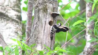 コアカゲラ（1）営巣（道東）  Lesser Spotted Woodpecker  Wild Bird  野鳥 動画図鑑 [upl. by Uni]