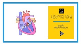 3 Essential Facts About the Heart  Anatomy and Physiology Revision [upl. by Nnaylime]