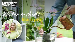 How to water moth orchids correctly  Jane Perrone [upl. by Cynera437]