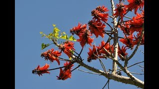 Erythrina Coral Tree Unusual Bonsai [upl. by Aslehc964]