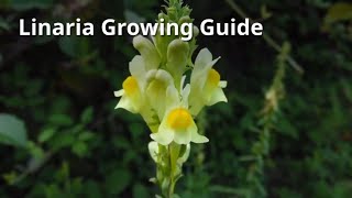 Linaria Growing Guide [upl. by Trilbi]