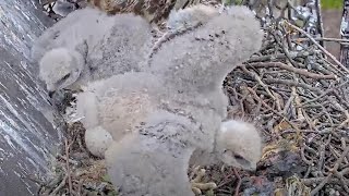 Redtailed Hawk Chicks Stretch And Lumber Around Nest – May 16 2024 [upl. by Ericka]