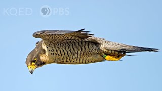 Heres Why Peregrine Falcons Are the Top Guns of the Sky  Deep Look [upl. by Armillda519]