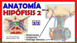 🥇 Anatomía de la HIPÓFISIS 22 Glándula Pituitaria ¡Explicación Sencilla [upl. by Ellison]