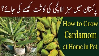 How to grow Cardamom plant from seed  How to Care Green Cardamom  Choti Sabz Elaichi ki kasht [upl. by Tristas]