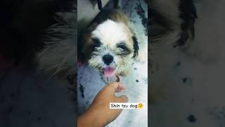 🐶🐶Shih tzu dog 🐶🐶  Dog life  shortsfeed shortsvideo shorts shihtzu doglover youtubeshorts [upl. by Enerol773]