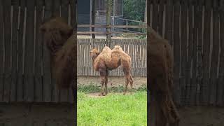 Bactrian Camel amp Dromedary Camel [upl. by Balbinder679]