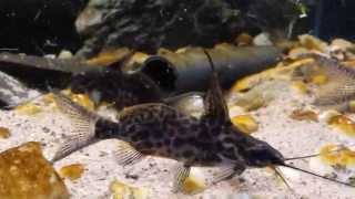 Synodontis alberti wild bij Aquarium Speciaalzaak Utaka [upl. by Nocaj]