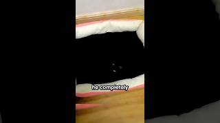 Blackest Cat In The World 😳 [upl. by Auqinihs679]