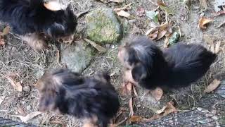 Yorkie Puppies Playing SD 480p [upl. by Ahseyk680]