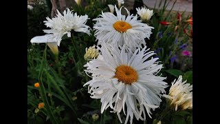 Cuidados de la Margarita  Leucanthemum vulgare  Margaritón  Margarita mayor  Daisy [upl. by Shara]