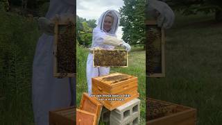 Our bees swarmed… now what beekeeping honeybees beekeepers [upl. by Gaves]