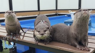 Otter Tororo Bravely Fights Kotaro amp Hana Over a Meal [upl. by Keverian611]