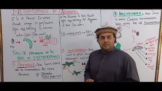 LECTURE 10  Metamorphosis in Arthropods  Diversity among Animals  LEC MSAJJAD KHAN [upl. by Bernard]