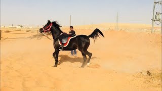 عسف دهماء في نص ساعة وركوبها Horse Training  First Ride  Mount horse in half hour for first time [upl. by Kcirdahs]