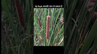 This fruit can kill you😵 ये फल आपकी जान ले सकता है  never eat this fruit in hindi shortfeed [upl. by Atsirt]