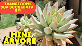 INCRÍVEL FORMA DE CULTIVAR SUCULENTAS COMO ARVORETAS [upl. by Hcirdeirf]