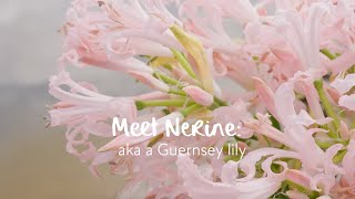 Meet Nerine aka a Guernsey lily [upl. by Clarissa]