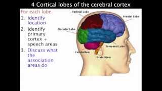 4 lobes of the cerebral cortex  VCE Psychology [upl. by Gans]