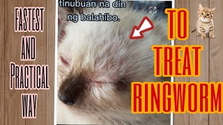 How to treat Cat ringworm in easiest and practical way [upl. by Kasevich]