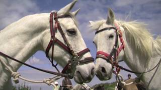 Transhumance des chevaux dEQUILibre [upl. by Tsirhc]