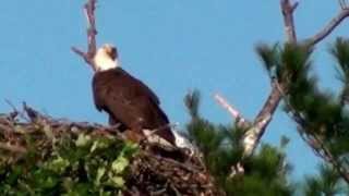 Mooseheart Bald Eagles [upl. by Anik]