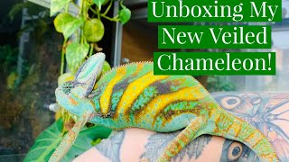 Unboxing A New Reptile [upl. by Temirf]