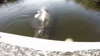 Huge Manatee Attacks Stand Up Paddle Board Fisherman [upl. by Tallbot]