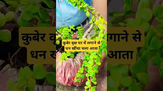 LAKSHMI PLANT CARE laxmiprapti agriculture grahlaxmi gardening laxmi tips gk crassula jade [upl. by Rehportsirhc67]