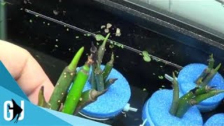 220 How to Float Red Mangrove Seed Pods in an Aquarium  Tank Tip [upl. by Cammi944]