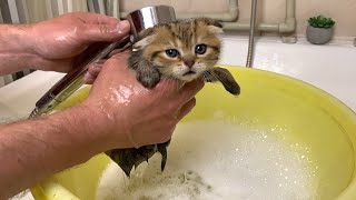 Very cute video Kittens first bath [upl. by Cia]