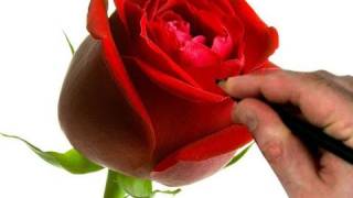 How to Draw a Rose Step by Step Flower Drawing Tutorial [upl. by Aivatnuhs]