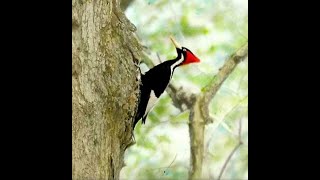 Recent Ivorybilled Woodpecker Sightings [upl. by Marou]