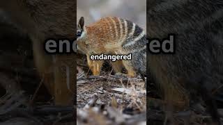 Meet the Numbat Natures Tiny Termite Hunter [upl. by Demetria]