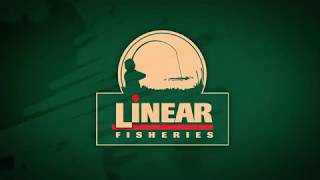 Big Common Carp of Linear Fisheries [upl. by Ahpla48]