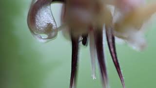 Cacao pollination by midge Australian cacao Samantha J Forbes [upl. by Almond]