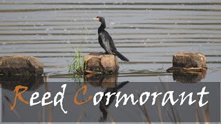 Reed Cormorant Microcarbo africanus Bird Call amp Video  Water Bird Videos  Stories Of The Kruger [upl. by Norven]