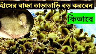 হাঁসের বাচ্চা তাড়াতাড়ি বড় করবেন কিভাবে  has palon has palon in bangladesh haser khamar [upl. by Sairacaz]