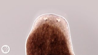 Want a Whole New Body Ask This Flatworm How  Deep Look [upl. by Fennell]