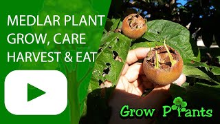 Medlar plant – grow care amp harvest Mespilus germanica [upl. by Valida146]