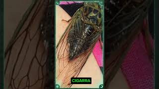 CIGARRA natureza CIGARRAcigarras noticias insetos [upl. by Crosby]