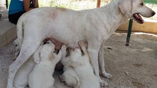 I 9 CUCCIOLI DI MAMMA GIULIA [upl. by Hopkins426]