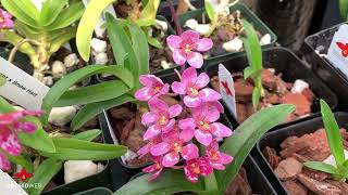 OrchidWeb  Sarcochilus Ginger x Snow Hart [upl. by Ymled]