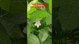 गूलर के फूल को दर्शन मात्र से ही भाग चमक जाता है 2024 YouTube per pahle gular ke phool ka darshan vi [upl. by Duster]