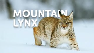 The Life Of The Mighty Lynx Predator In Europes Forests  Wildlife Documentary [upl. by Ennagrom307]