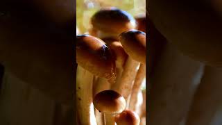 Armillaria ostoyae [upl. by Aloek283]