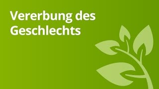 Vererbung Das Geschlecht  Biologie  Genetik [upl. by Garvey]