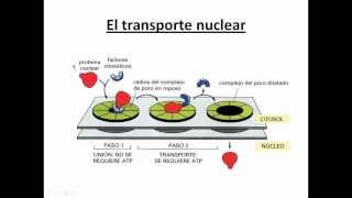 Ayudantía BioCel El núcleo celular 34 Transporte nuclear [upl. by Hctim]