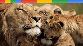 Lion Documentary  Rise of Luangwa Lion Pride Africa  Wild Discovery HD [upl. by Ahsinrac]